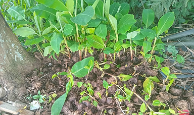 Young plant seedlings