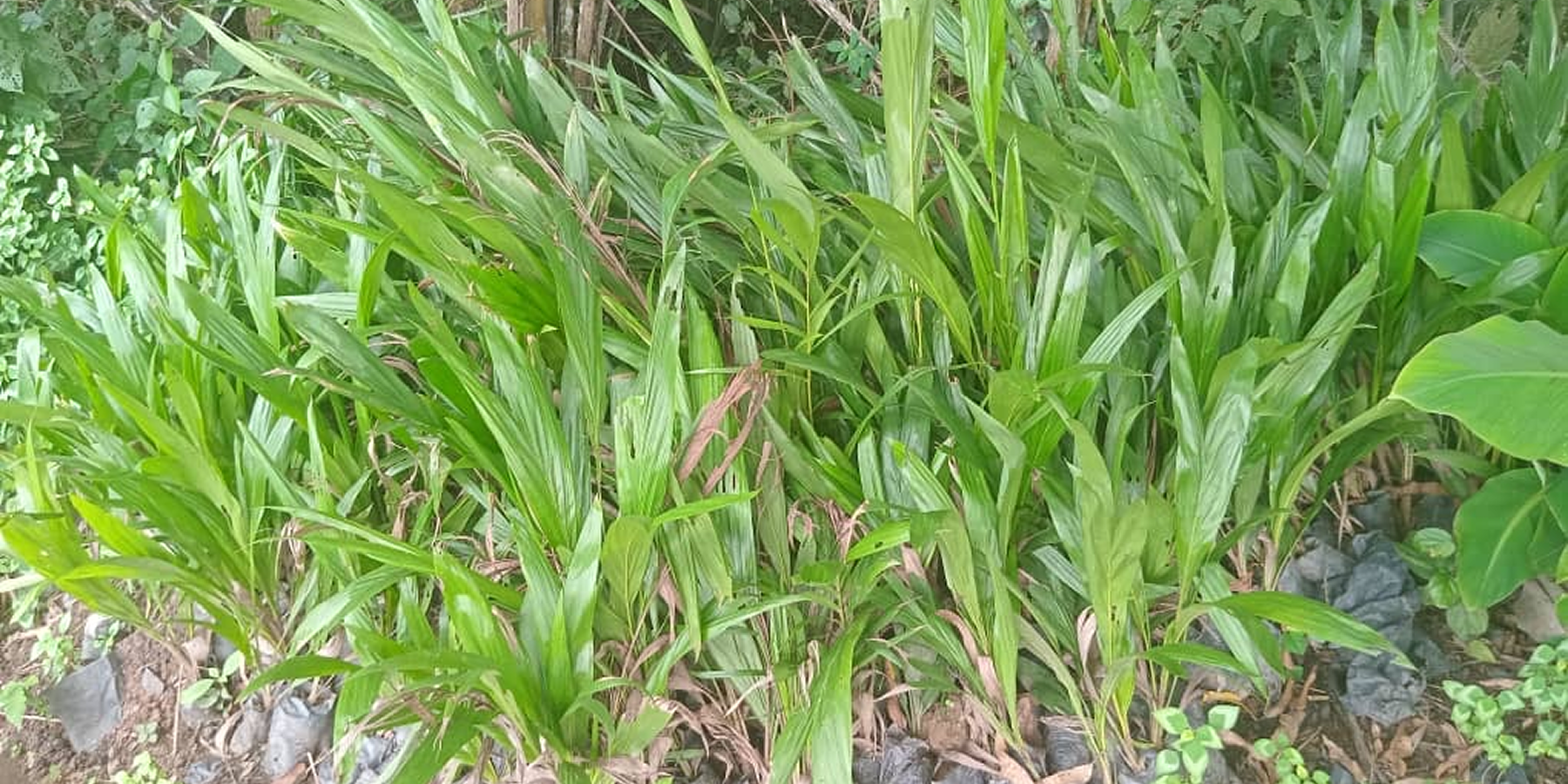 Palm Oil Cultivation Project