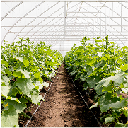 Farm Expansion